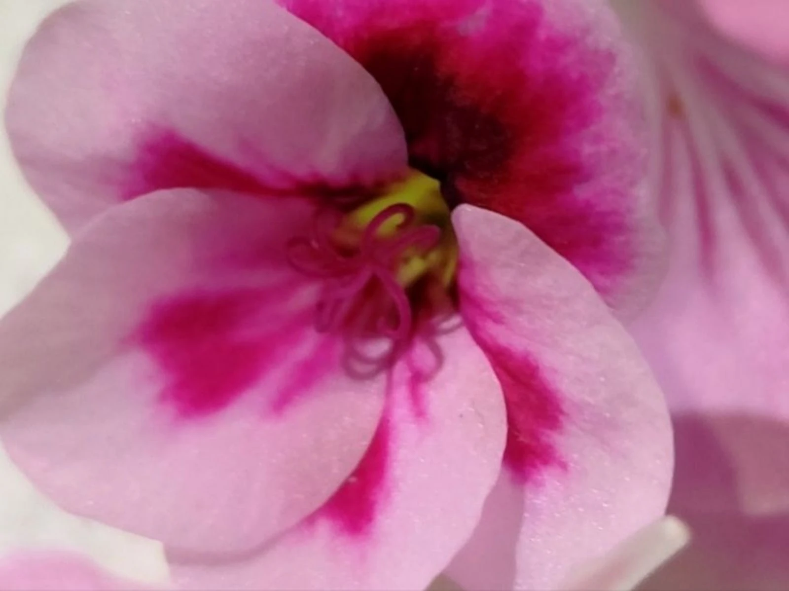 Oorbellen #Chinees geranium – photo 8